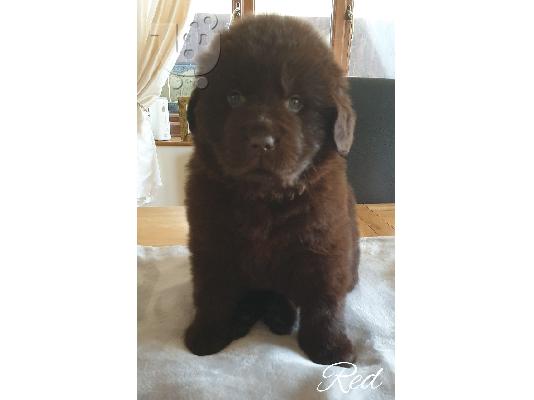 Τα κουτάβια Newfoundland είναι τώρα διαθέσιμα.